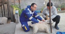 Osmaniye’de Kaza Sonrası Felçli Kalan Anne Ve Kızı, Sahiplendikleri İki Köpekle Hayata Devam Ediyor