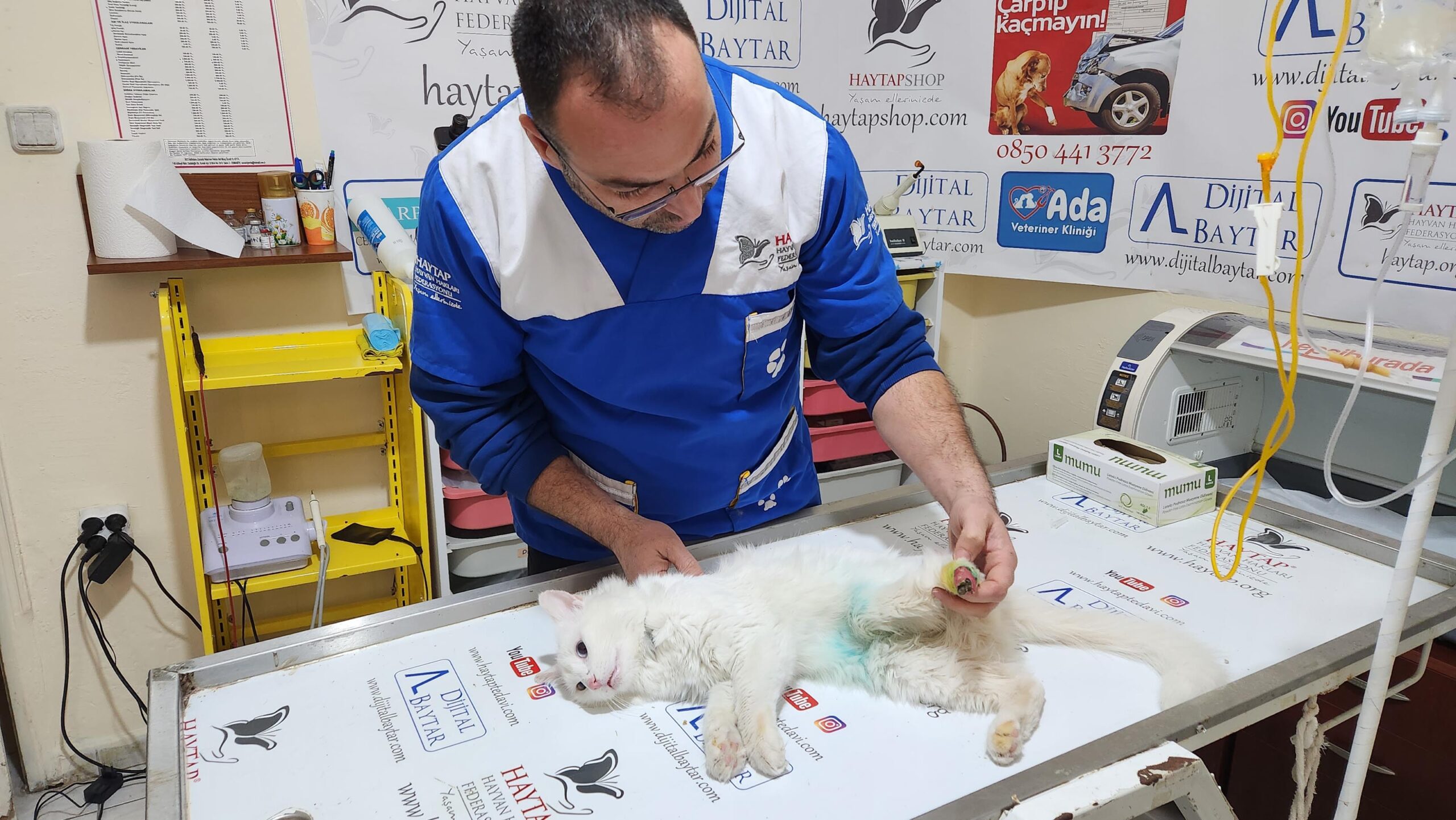 Yaralı  Kedi,Tedavi Altına Alındı