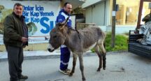 Sol Ayağı Kırılmış Şekilde Bulunan Eşek, Tedavi Altına Alındı