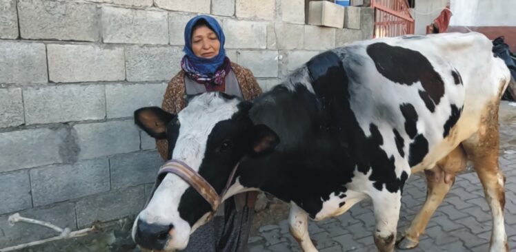 Depremden Kurtulan 3 İnek, Emekli Hayvanlar Çiftliği’nde Tedavi Altına Alındı