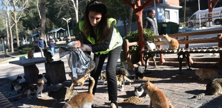Osmaniye’de Sokak Hayvanlarını Besleme Ve Sağlık Taraması Çalışması Yapıldı