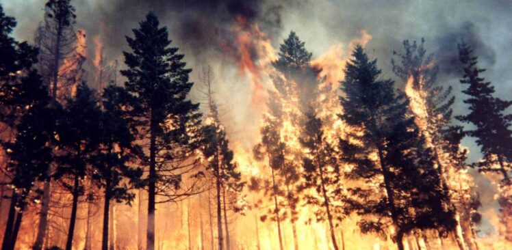 Düziçi’ne Bağlı Söğütlüköy’de Orman Yangını