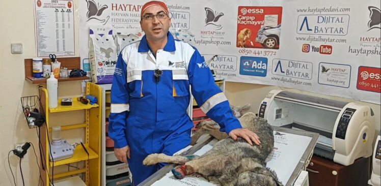 Yaralı Sokak Köpeği Osmaniye Tedavi Merkezine Transfer Edildi