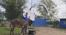 Sivas’ta kaderine terk edilen eşek, Osmaniye’de tedavi altına alındı