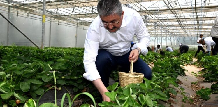 Vali Dr. Erdinç Yılmaz, Özden Huzurevi’nde Kalan Büyüklerimiz ile Birlikte Çilek Hasadı Yaptı