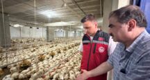 Müdür Erdem Kolabaş, Tavuk Çiftliğini Ziyaret Etti