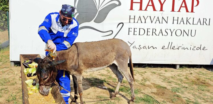 Hatay’da Ölüme Terk Edilen Sahipsiz Eşek, Osmaniye’de Tedavi Altına Alındı