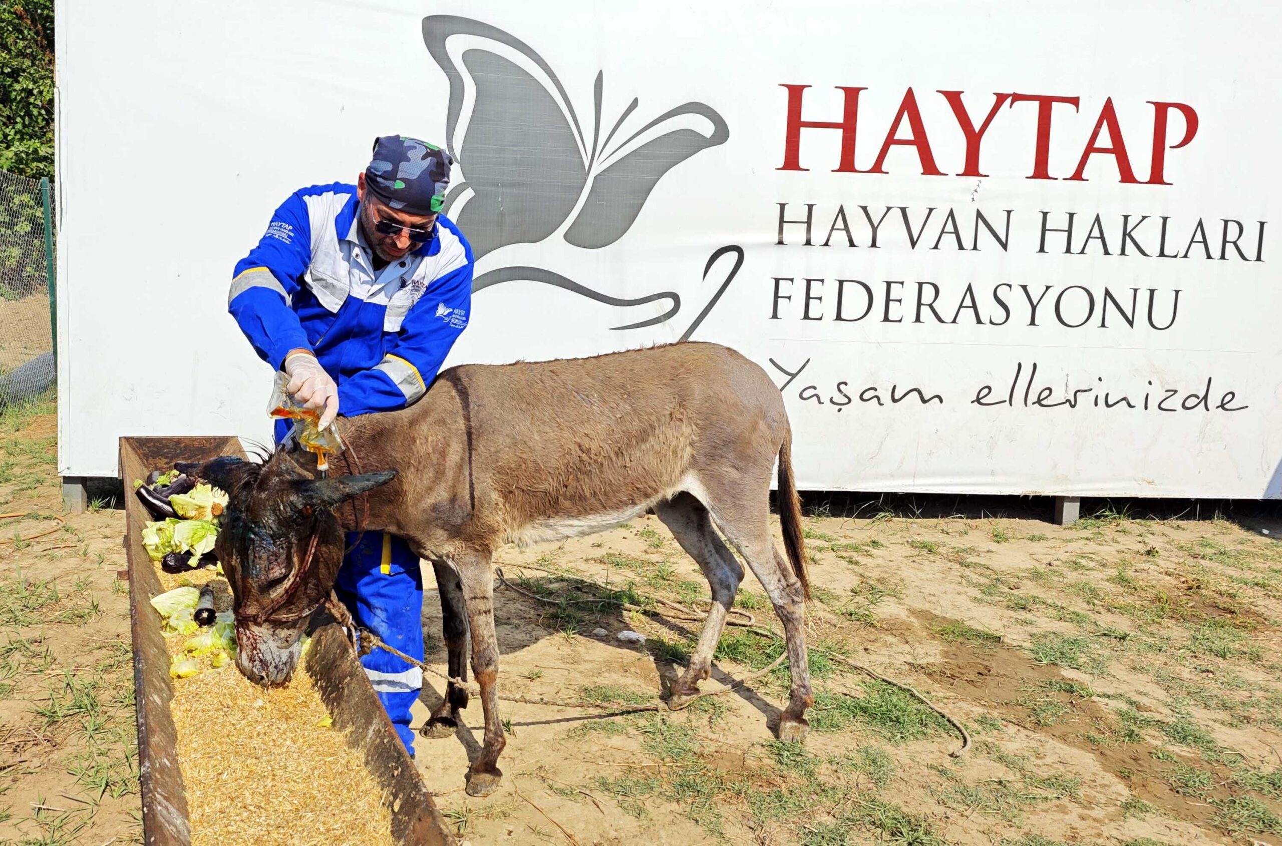 Hatay’da Ölüme Terk Edilen Sahipsiz Eşek, Osmaniye’de Tedavi Altına Alındı