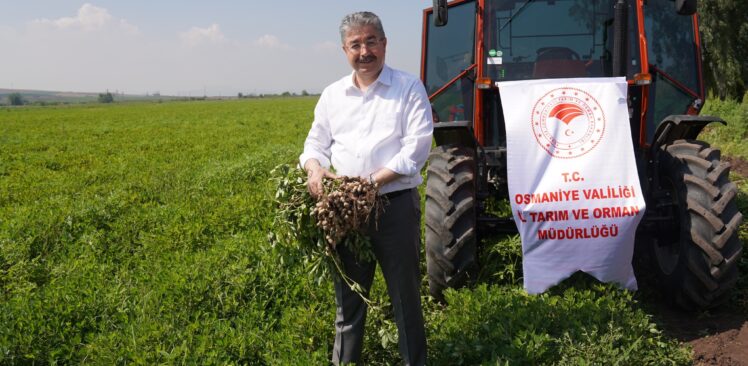 Osmaniye’de Yerfıstığı Hasat’ı Başladı