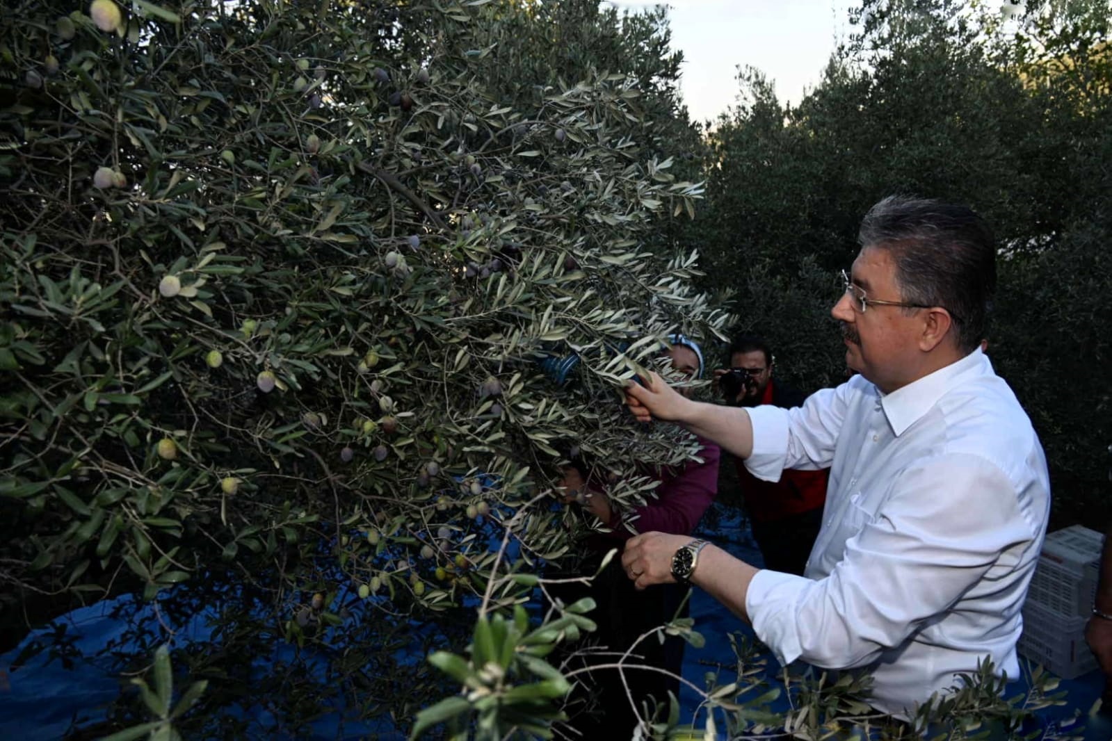 Vali Yılmaz; Zeytin Hasat Programı Katıldı