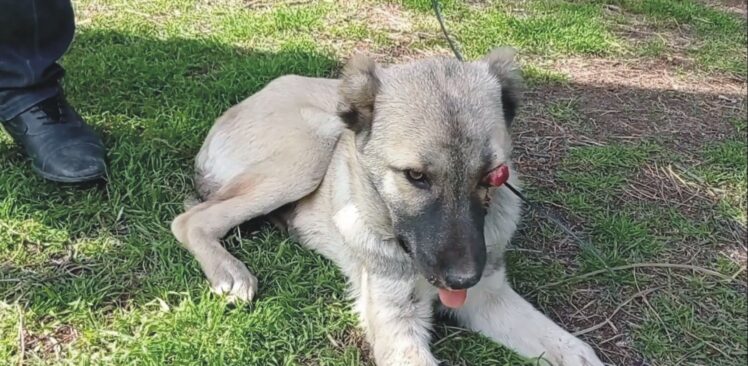 Osmaniye’de Göz Küresi Vücut Dışına Çıkan Köpek Tedavi Edildi