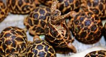 Malezya’ya kaçak getirilen 330 egzotik kaplumbağa bulundu